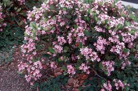 Rhaphiolepis indica 'Pink Lady' Indian Hawthorn - 5 Gallon