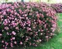 Rhaphiolepis indica 'Pink Lady' Indian Hawthorn - 5 Gallon