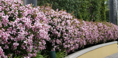 Rhaphiolepis indica 'Pink Lady' Indian Hawthorn - 5 Gallon