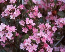 Rhaphiolepis indica 'Pink Lady' Indian Hawthorn - 5 Gallon