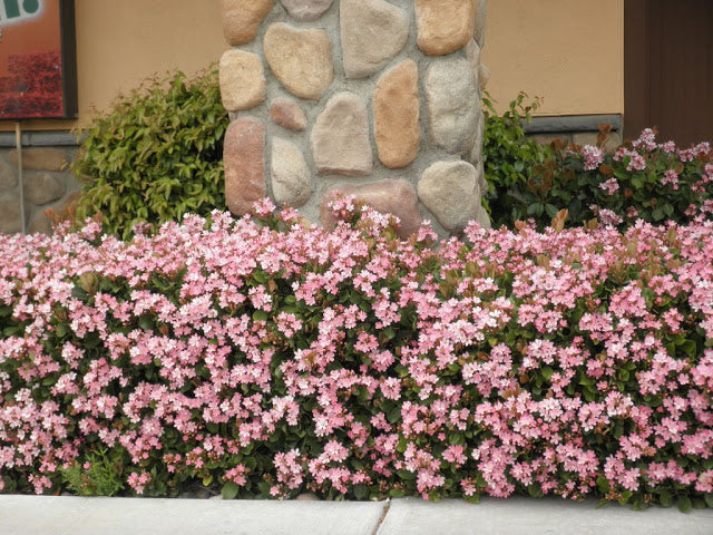 Rhaphiolepis indica 'Pink Lady' Indian Hawthorn - 5 Gallon