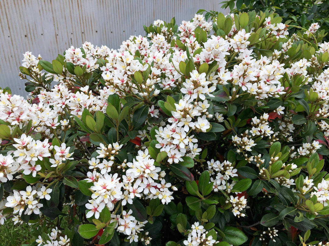 Dwarf Yeddo Hawthorn - 5 Gallon