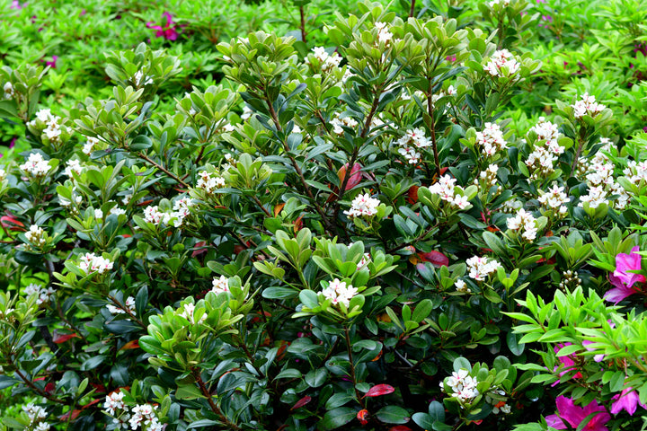 Dwarf Yeddo Hawthorn - 5 Gallon