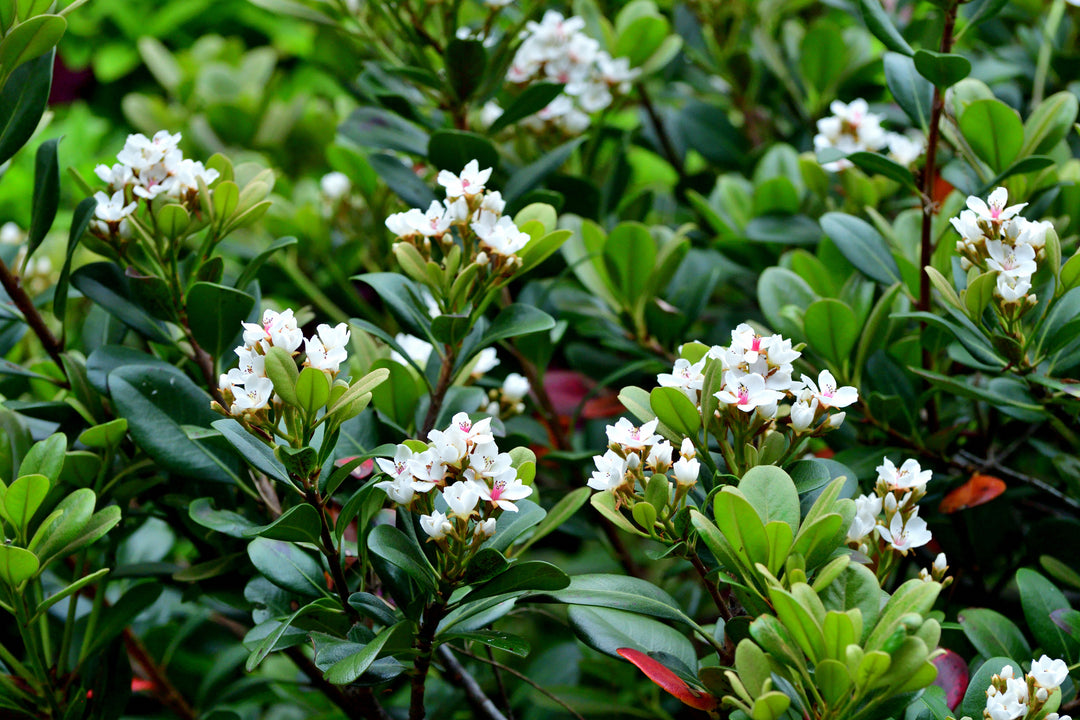 Dwarf Yeddo Hawthorn - 5 Gallon
