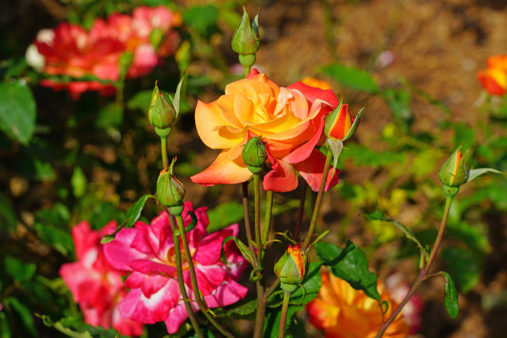 Rio Samba Rose Bush - 5 Gallon