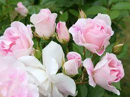 Pink Iceberg Rose Bush - 5 Gallon