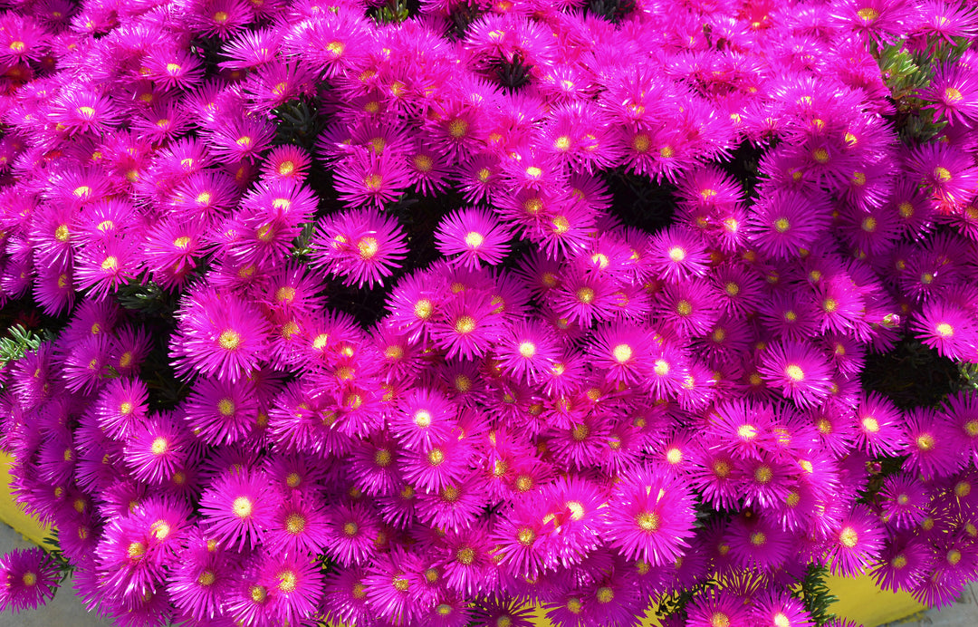 Rose Pink Trailing Ice Plant - Flat