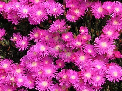 Rosea Pink Ice Plant - Flat