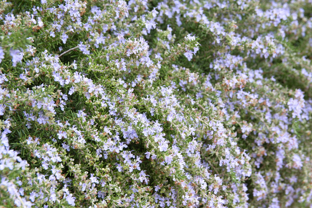 Trailing Rosemary - 1 Gallon