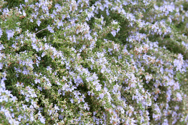 Trailing Rosemary - 1 Gallon