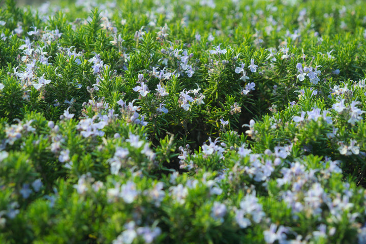 Trailing Rosemary - 1 Gallon