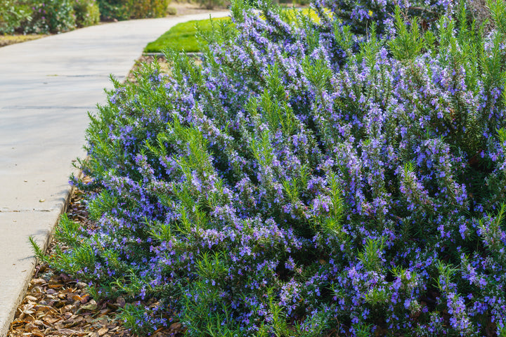 Rosemary 'Prostratus' - Flat