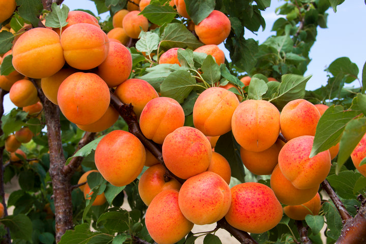 Royal Blenheim Apricot Tree - 15 Gallon