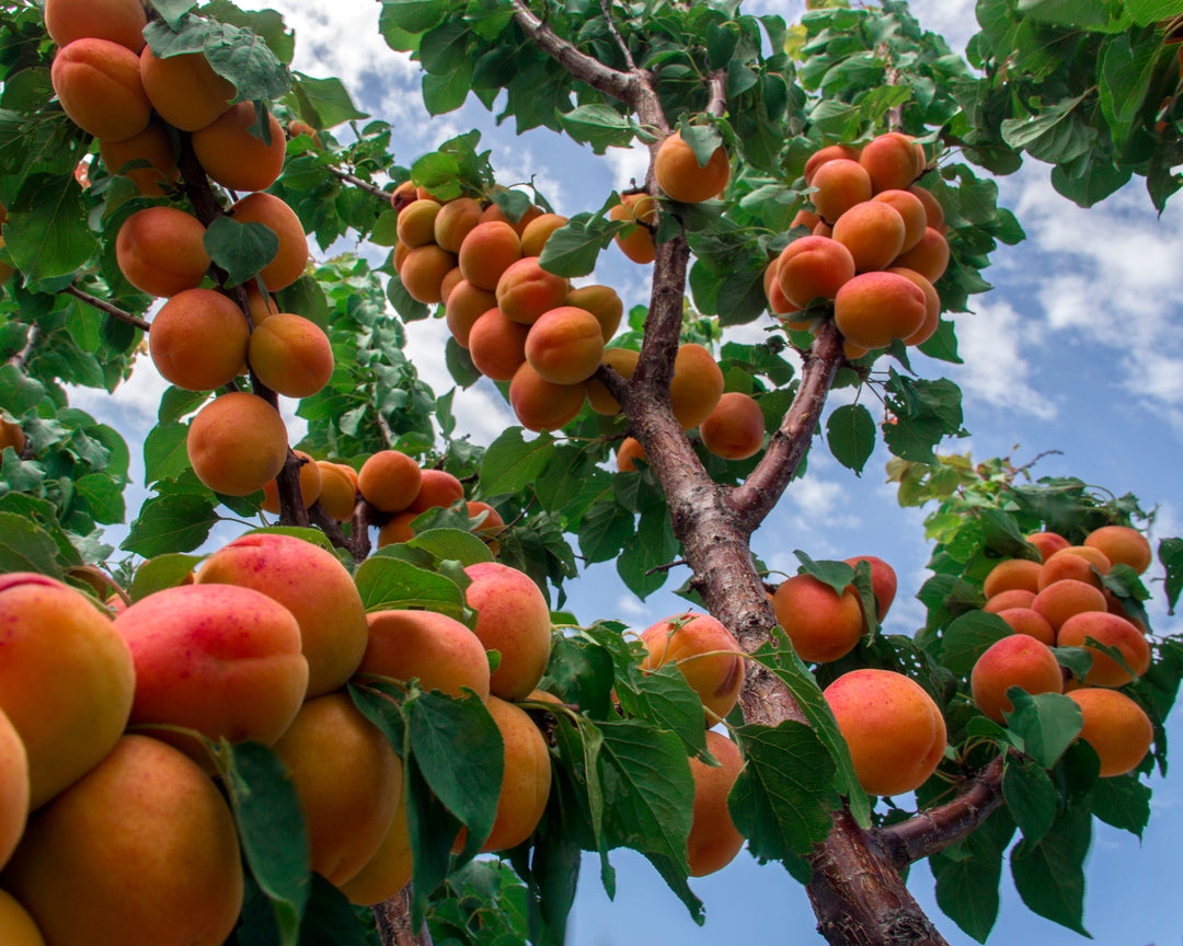 Royal Blenheim Apricot Tree - 15 Gallon