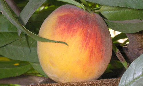 Rubidoux Peach Tree - 15 Gallon