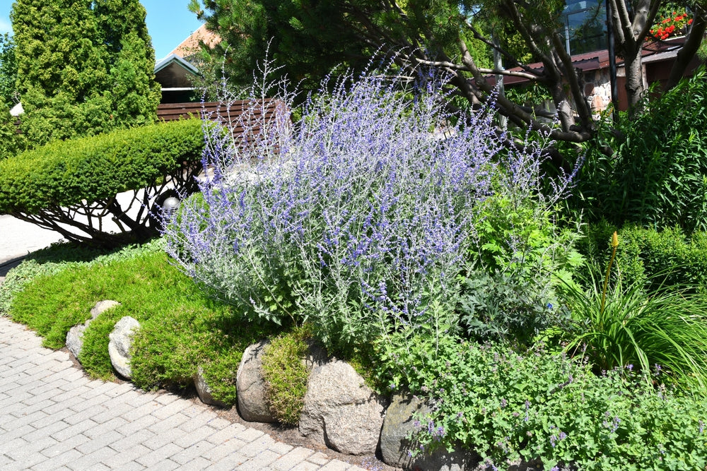 Russian Sage - 5 Gallon