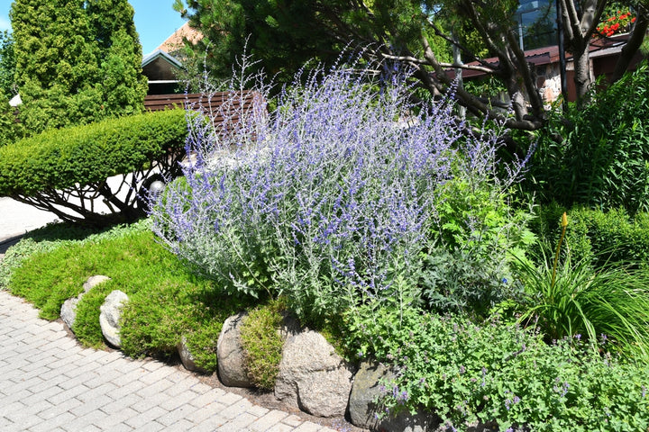 Russian Sage - 5 Gallon