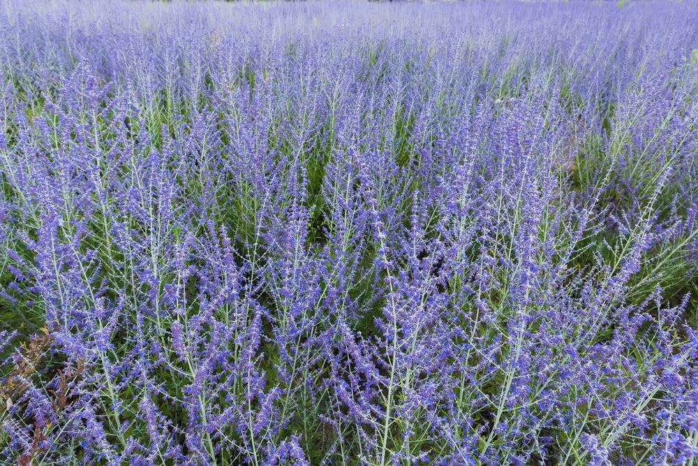 Russian Sage - 5 Gallon
