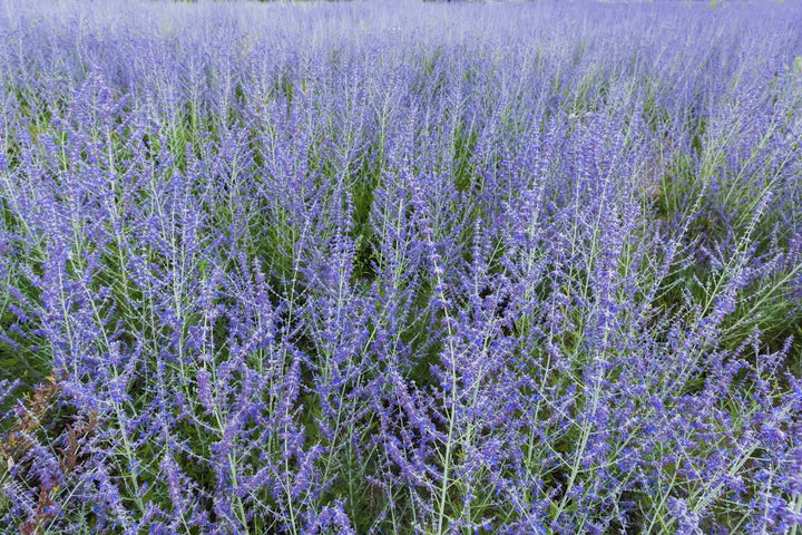 Russian Sage - 5 Gallon