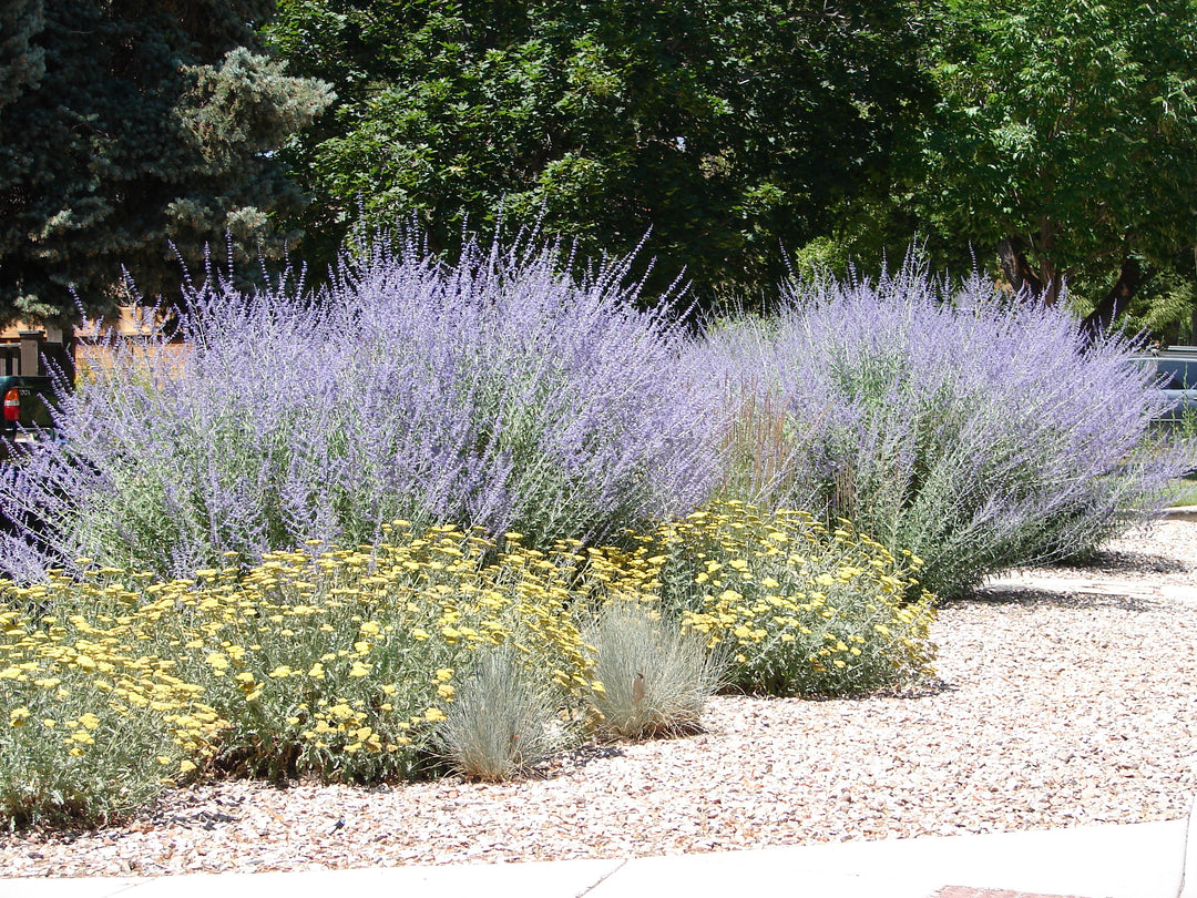 Russian Sage - 5 Gallon