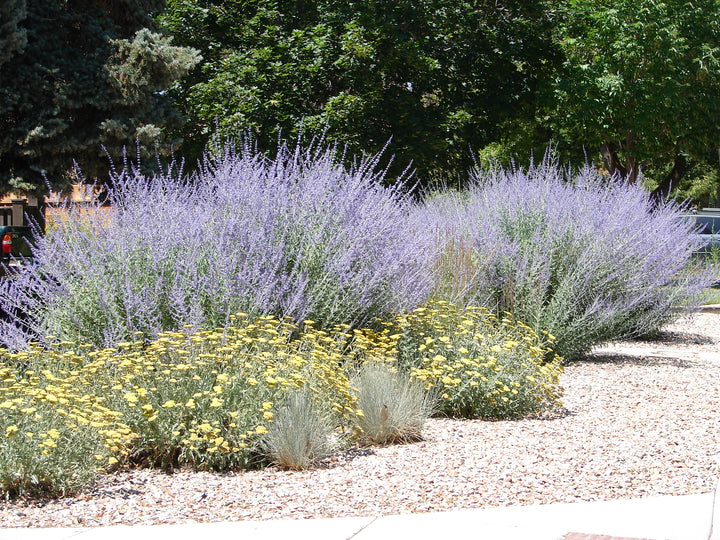 Russian Sage - 5 Gallon