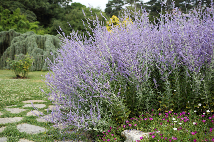Russian Sage - 5 Gallon