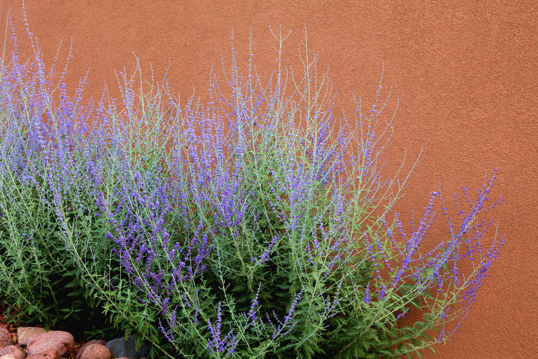 Russian Sage - 5 Gallon