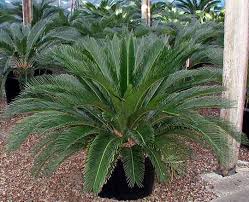 Cycas revoluta Sago Palm - 15 Gallon