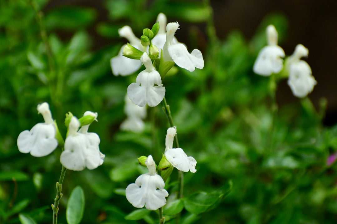Salvia greggii 'Alba'