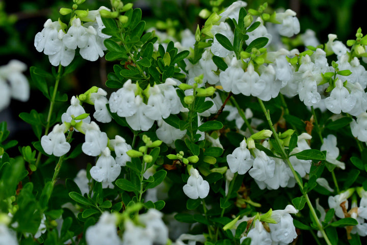 Salvia greggii 'Alba'