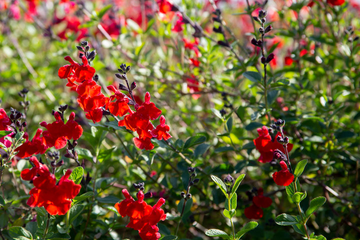 Salvia greggii 'Furman's Red'