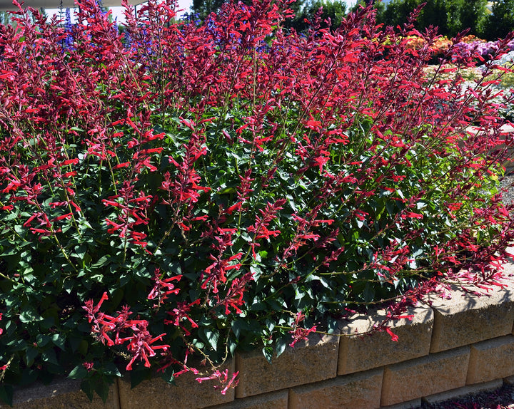 Salvia Roman Red - 5 Gallon