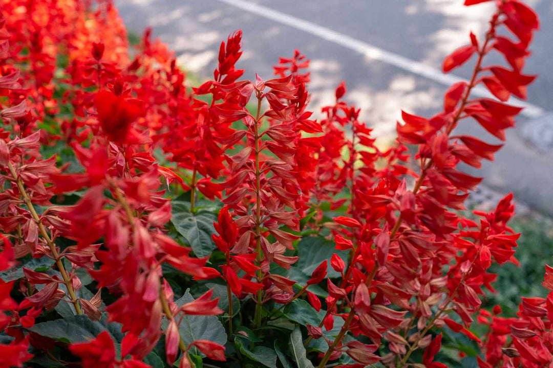 Salvia Roman Red - 5 Gallon