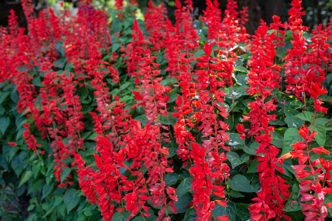 Salvia Roman Red - 5 Gallon