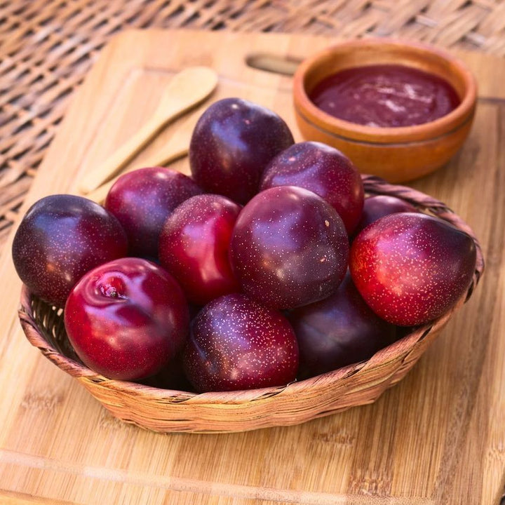 Satsuma Plum Tree - 15 Gallon