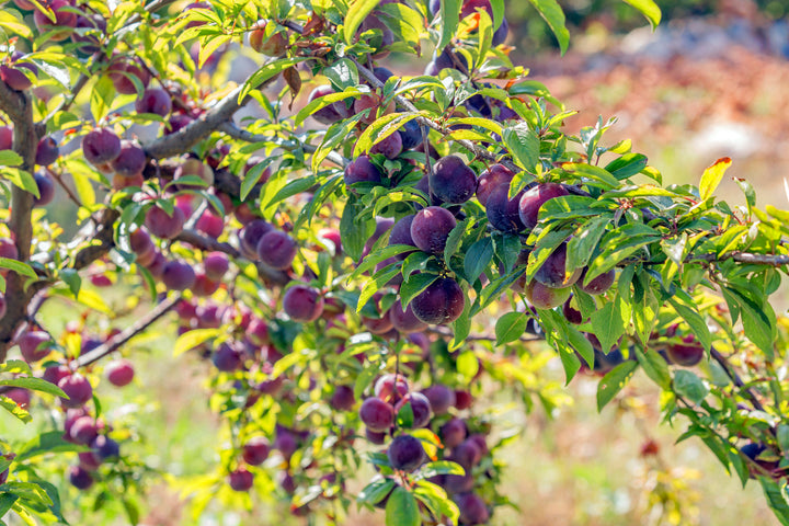 Satsuma Plum Tree - 15 Gallon