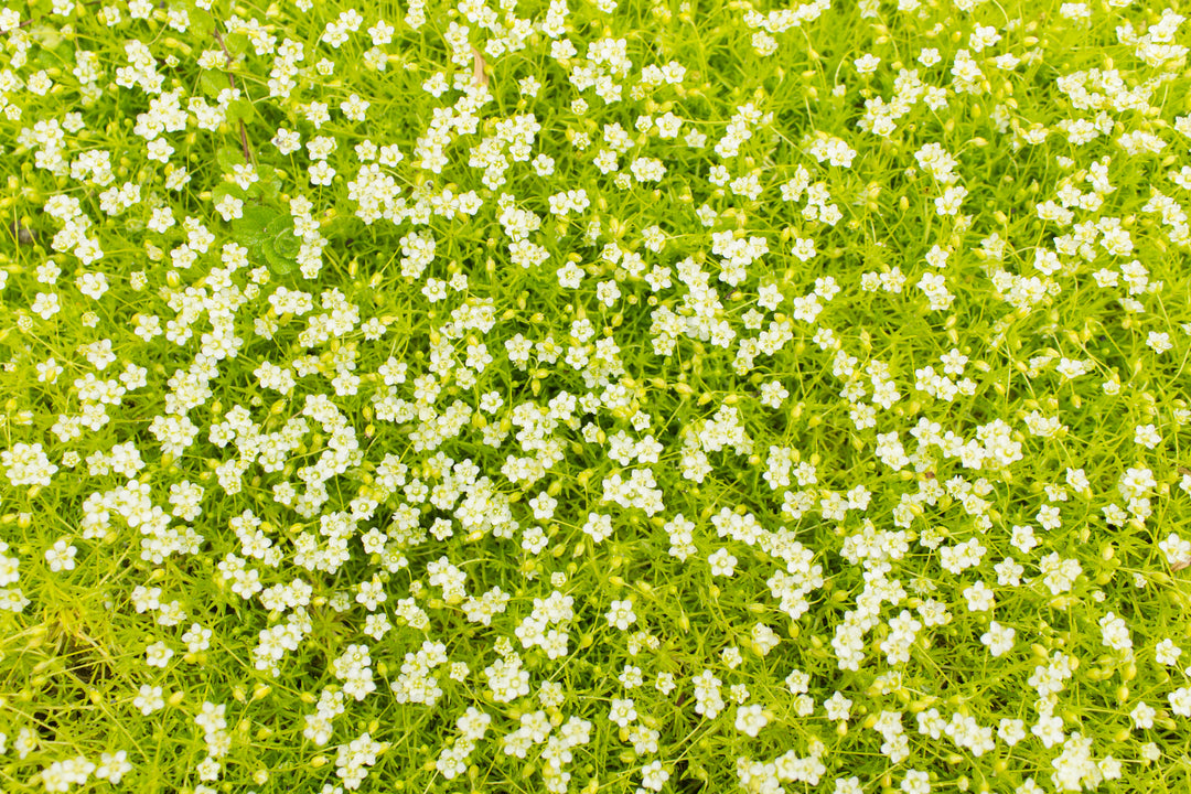 Scotch Moss - Flat
