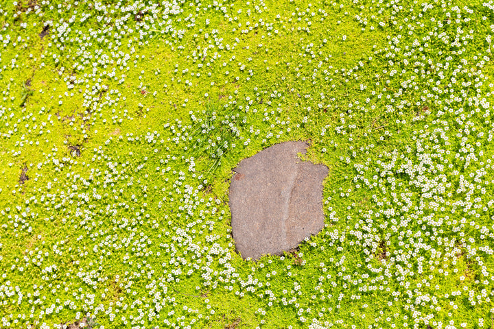 Scotch Moss - Flat