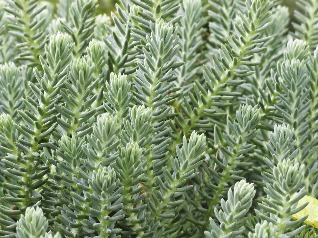 Sedum Reflexum 'Blue Spruce Stonecrop' - Flat