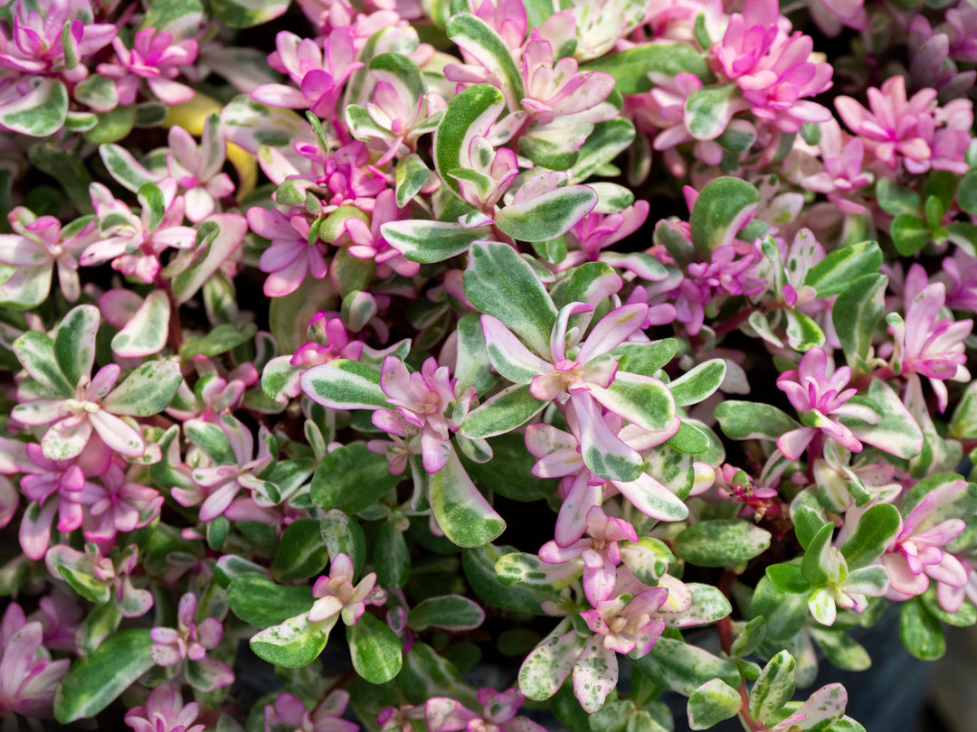 Sedum spurium Tricolor - Flat