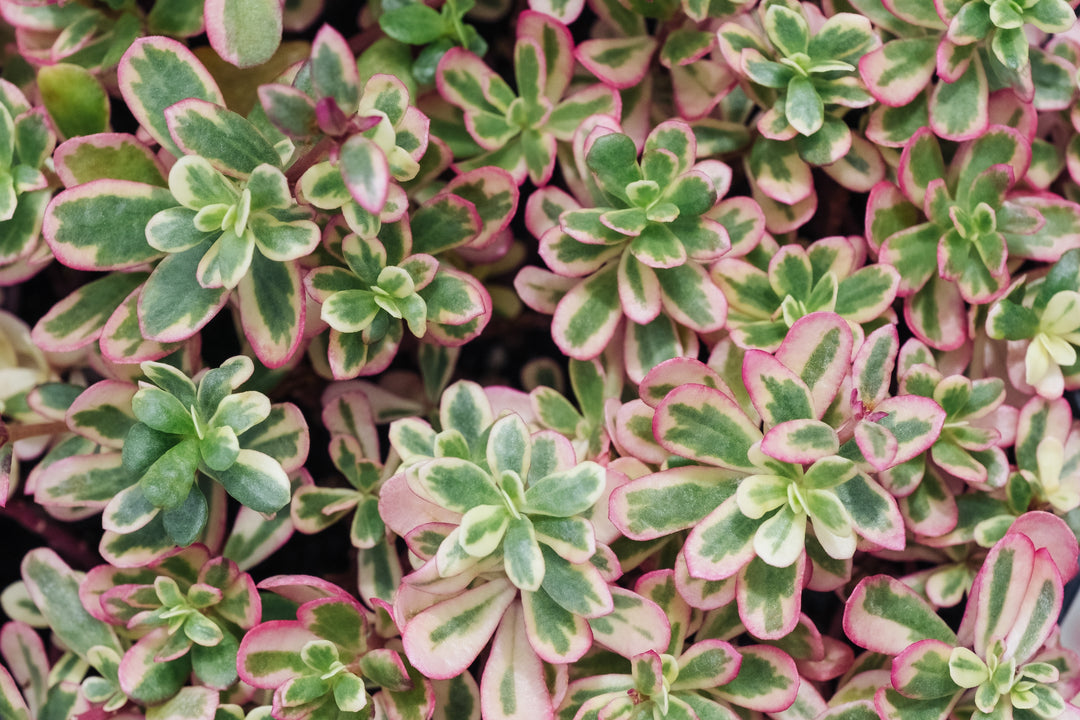 Sedum spurium Tricolor - Flat