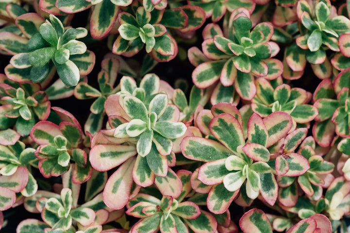 Sedum spurium Tricolor - Flat