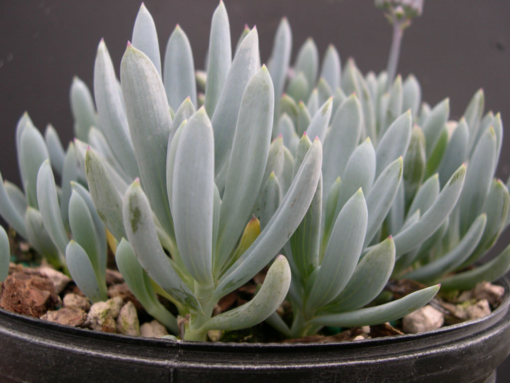 Dwarf Blue Chalk Sticks - 1 Gallon