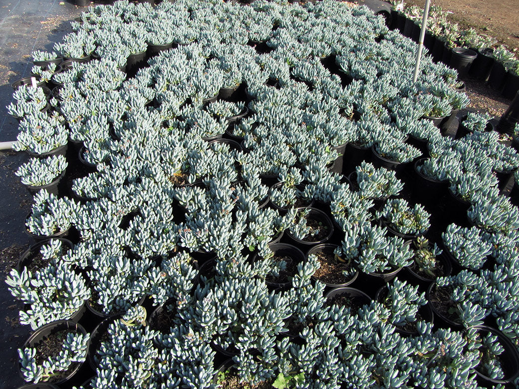 Dwarf Blue Chalk Sticks - 1 Gallon