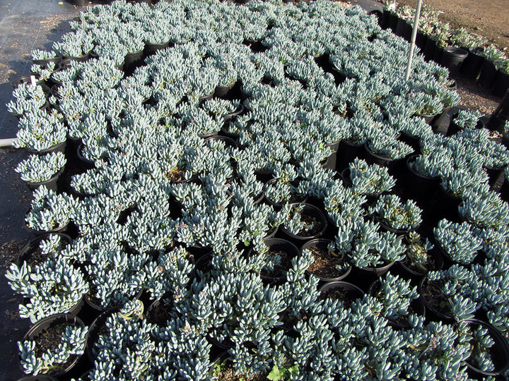 Dwarf Blue Chalk Sticks - 1 Gallon