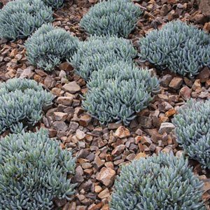 Dwarf Blue Chalk Sticks - 1 Gallon