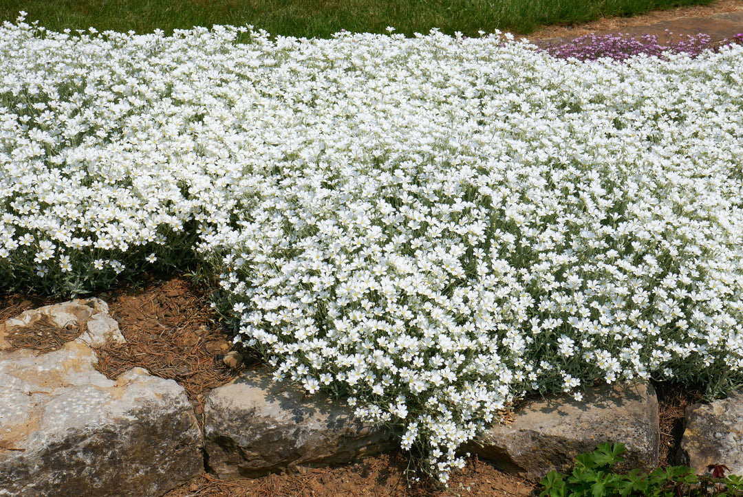 Snow in Summer - Flat