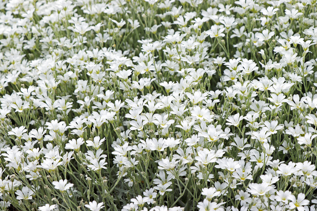 Snow in Summer - Flat