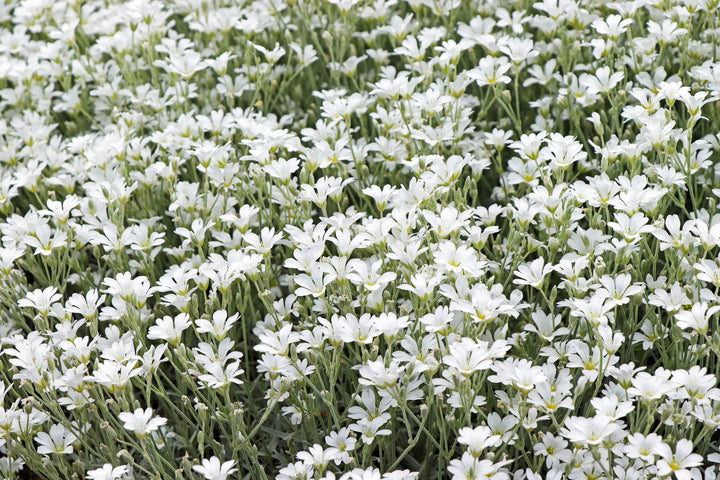 Snow in Summer - Flat