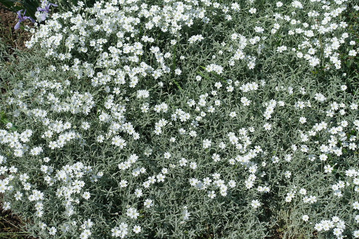 Snow in Summer - Flat
